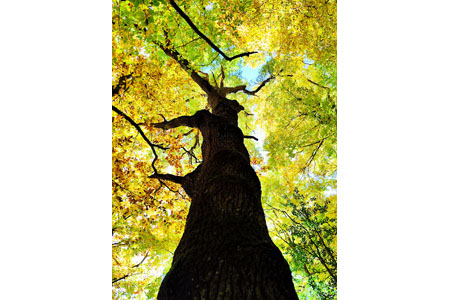 Bosco di Sant'Antonio - AQ